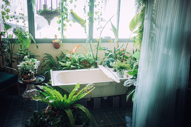 Free Tub Plant photo and picture
