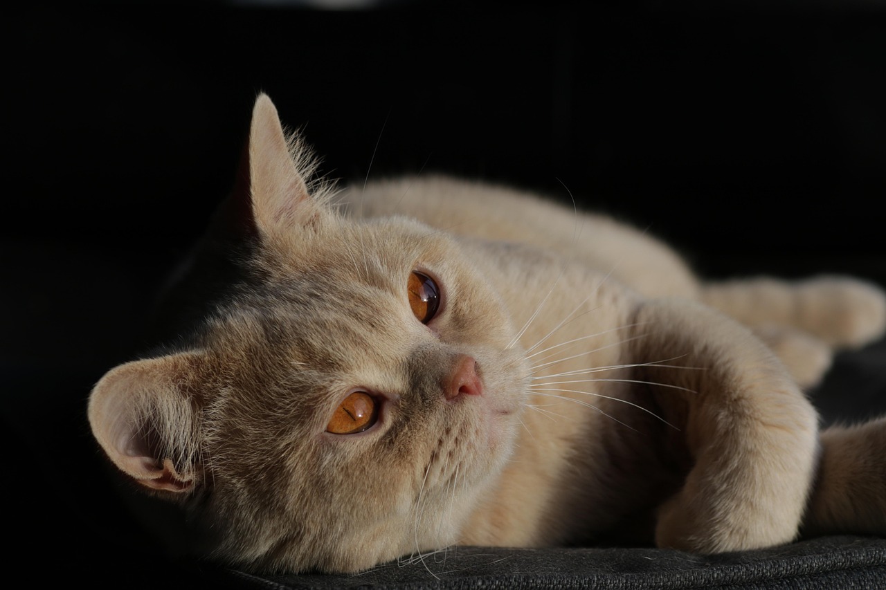 40,000+ Best Free Cat Pictures & Images [HD] Pixabay