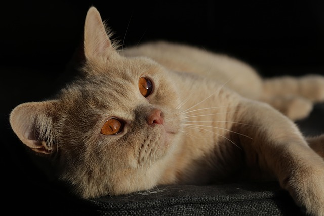 Gato, Gatito, Británico De Pelo Corto
