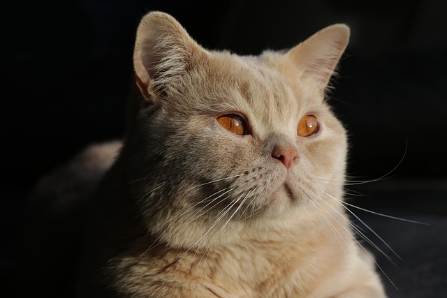 Katze, Kätzchen, Britisch Kurzhaar, Pelz