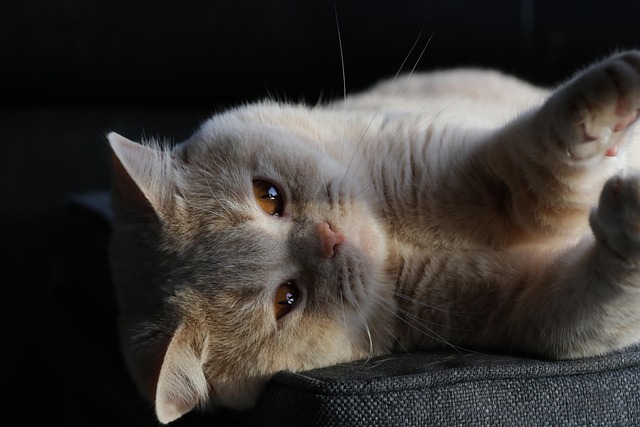 Free Cat Kitten photo and picture