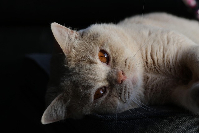 Free Cat Kitten photo and picture