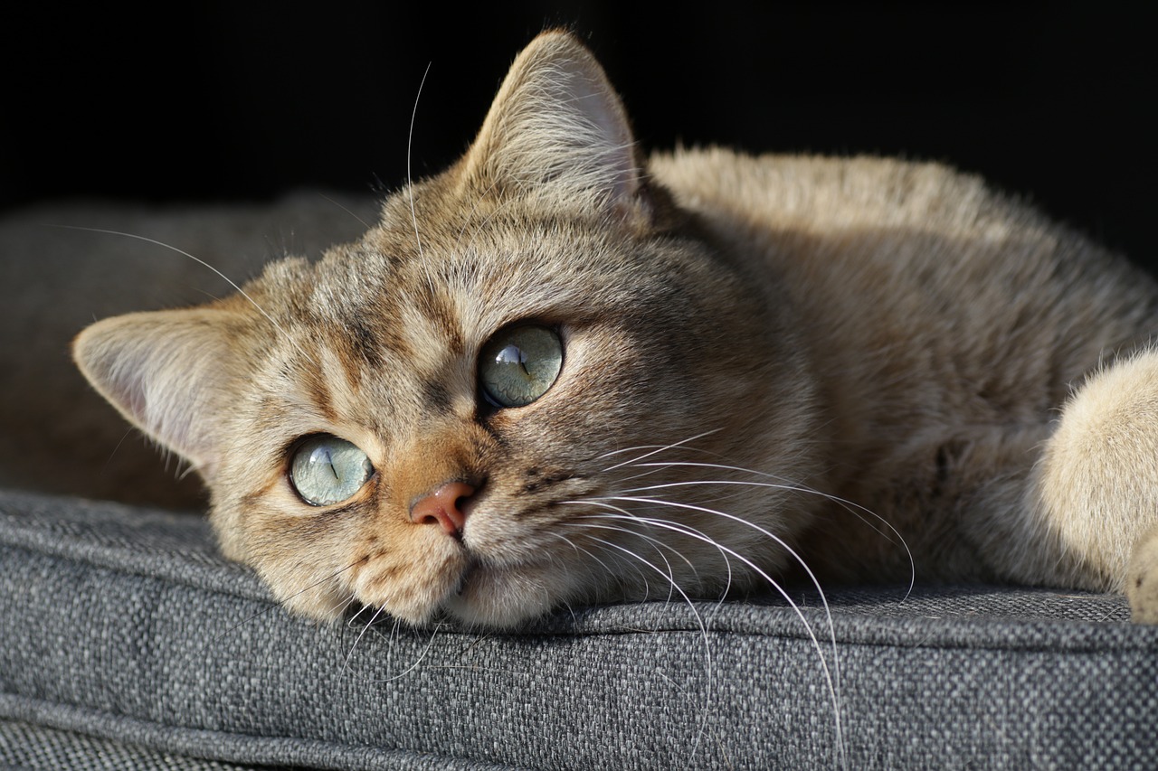 Obraz na płótnie cat, kitten, british shorthair #7498364 w salonie