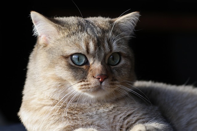Gato, Mascota, Gatito