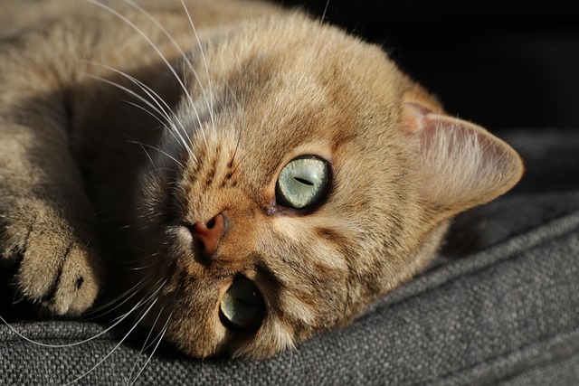 Free Cat Kitten photo and picture