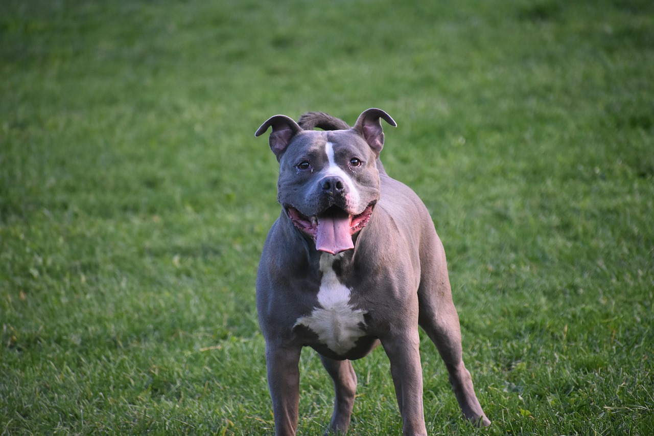 10 000 Free Pitbull Dog Pet Photos Pixabay 10 000 Free Pitbull Dog Pet Photos Pixabay