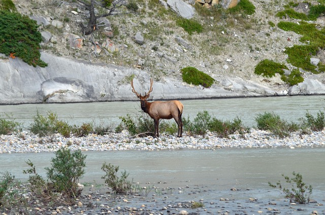 Elk Male Antlers Free Photo On Pixabay Pixabay