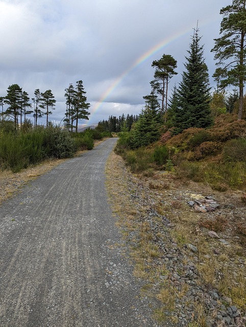 Natur, Regenbogen, Bäume, Landschaft