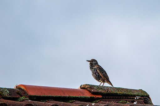 Free Star Bird photo and picture