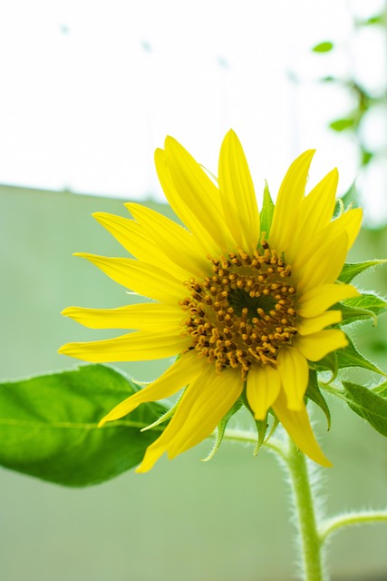 Sonnenblume, Blume, Blühen, Baum, Sommer