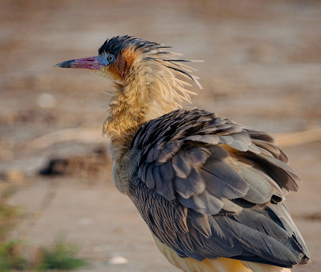 Free Heron Whistling Heron photo and picture