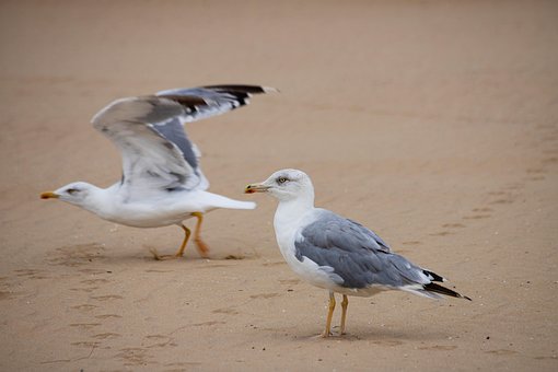 Måger, Fugle, Kyst, Dyr, Strand, Sand