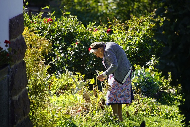old, woman, harvest, aged, park, gardening, gardening, gardening, gardening, gardening, gardening