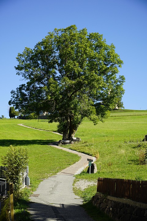 Tree Road Path Path Tree Hill - Free photo on Pixabay - Pixabay