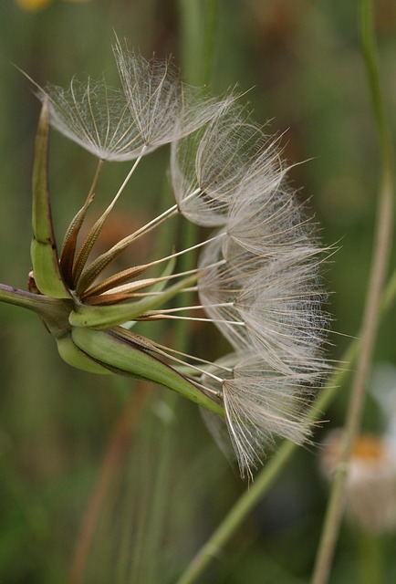 Seeds Botany Goat - Free photo on Pixabay
