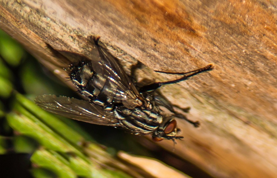 Moska Inseto Mosca Insecto Animal - Foto gratis en Pixabay