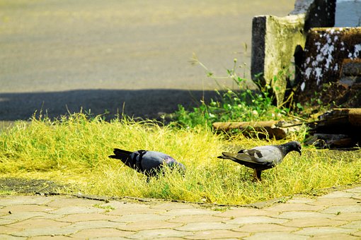 Free Animal Background photo and picture