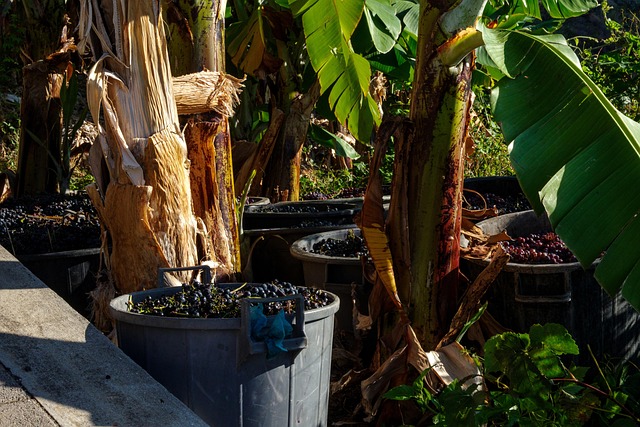Free Wine Summer photo and picture