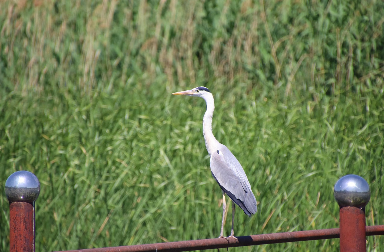 灰色のサギ 鳥 水鳥 - Pixabayの無料写真 - Pixabay