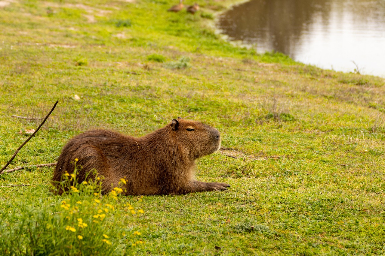 100 Free Capybara Capybara Images Pixabay 100 Free Capybara Capybara Images Pixabay