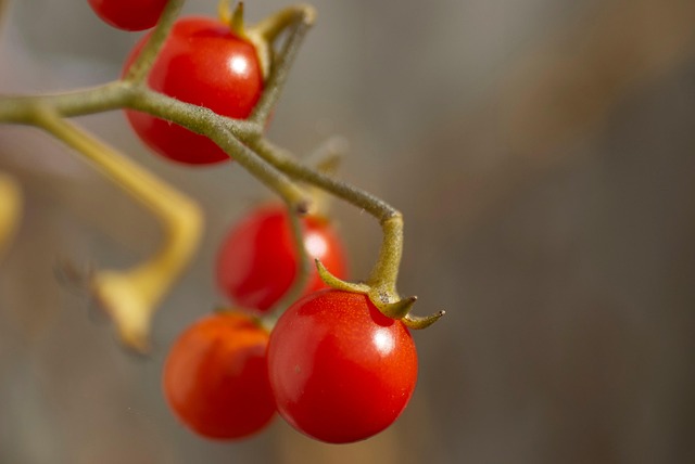 Free Tomatoes Red photo and picture