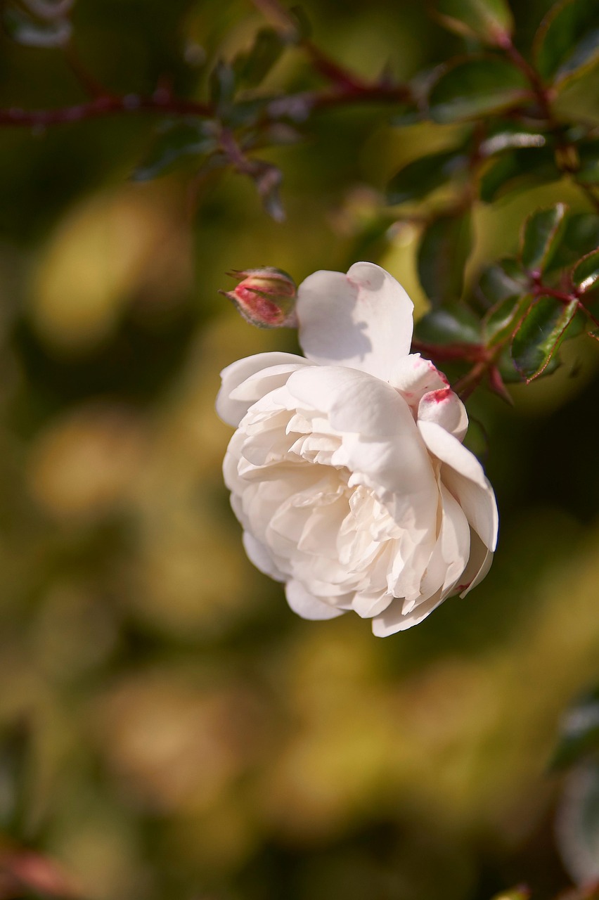 Rose Fleur Blanche Photo gratuite sur Pixabay Pixabay