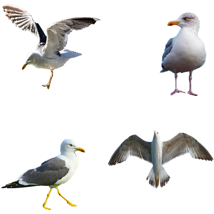 カモメ 鳥 動物 Pixabayの無料画像