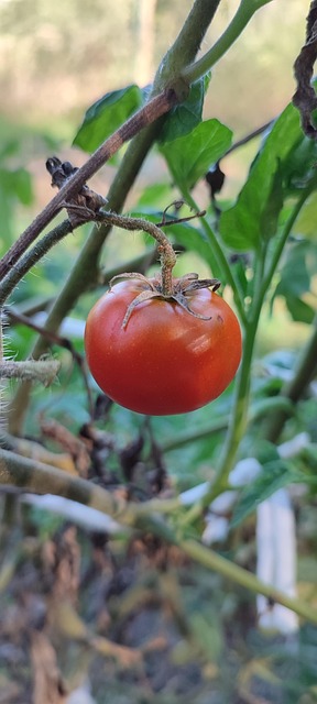 Tomaten, Kirschtomaten, Garten