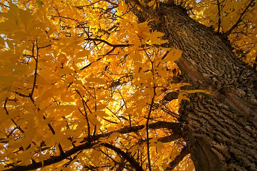 Free Fall Autumn photo and picture
