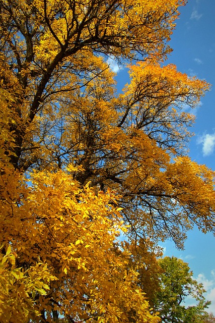 Free Autumn Fall photo and picture