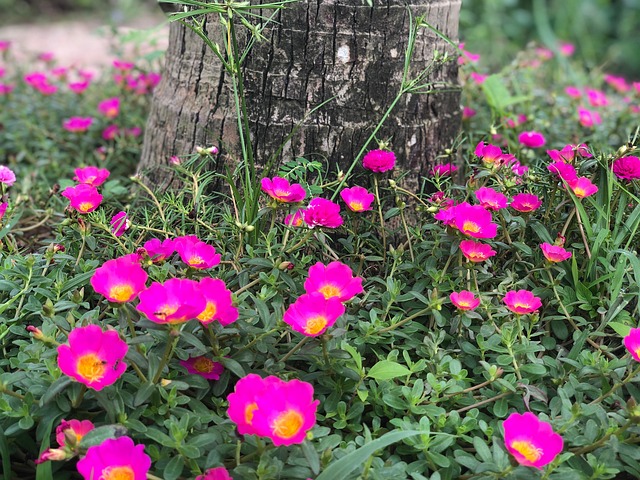 Free Portulaca Grass photo and picture