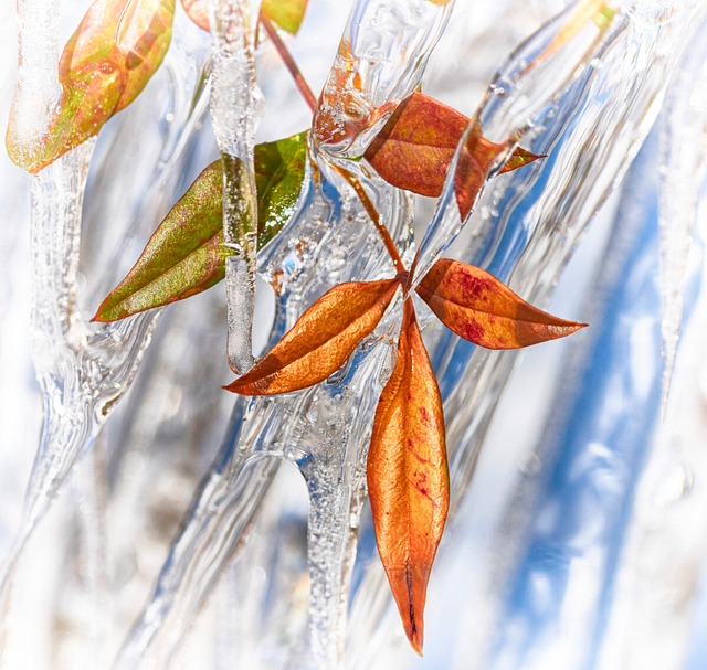 Blade, Is, Gren, Træ, Vinter, Efterår
