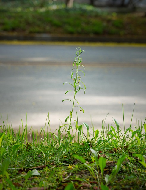 Ukrudt, Græs, Bregne, Plante, Natur