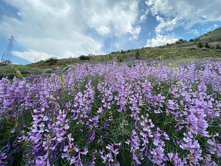 Free Niğde Niğde Muradı Köyü Goncalar photo and picture