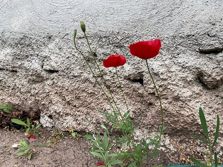 Free Lale Gelincik Lale photo and picture