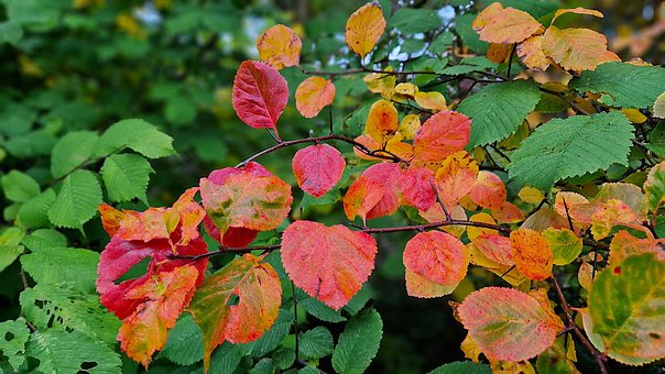 Herbst, Herbstlaub, Blätter, Jahreszeit