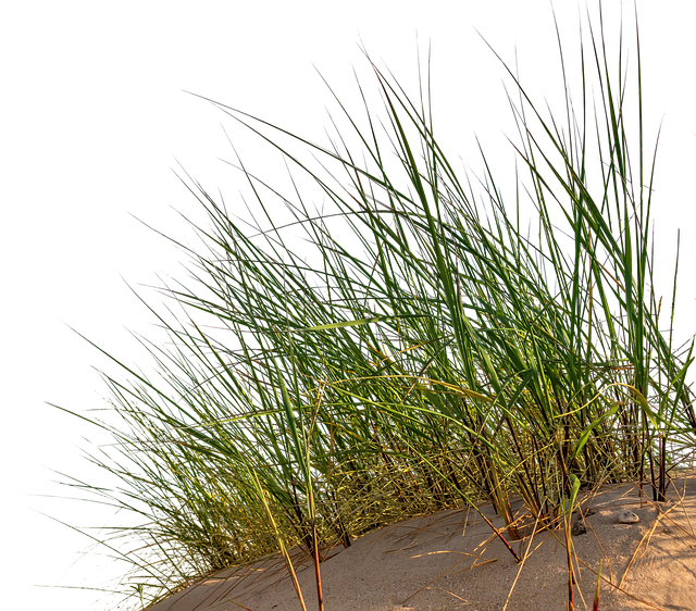 Gras Sand Düne - Kostenloses Bild auf Pixabay - Pixabay
