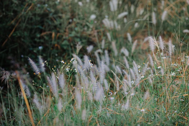 Blomster, Græs, Eng, Vildblomster, Natur