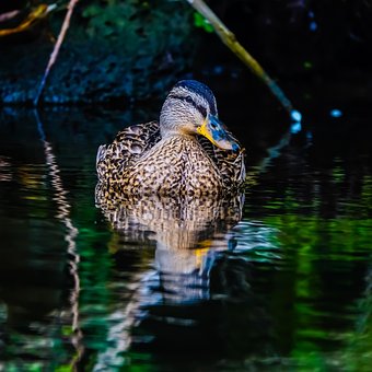 Ente, Vogel, Vogelbeobachtung, Kanal