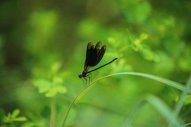 Caballito Del Diablo Insecto - Foto gratis en Pixabay - Pixabay