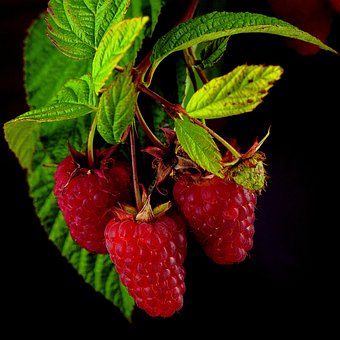 Free Raspberry Berries photo and picture