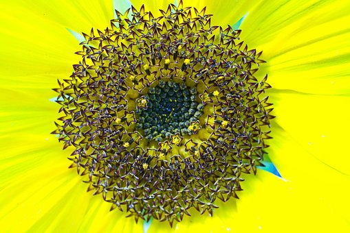 Free Sunflower Blossom photo and picture