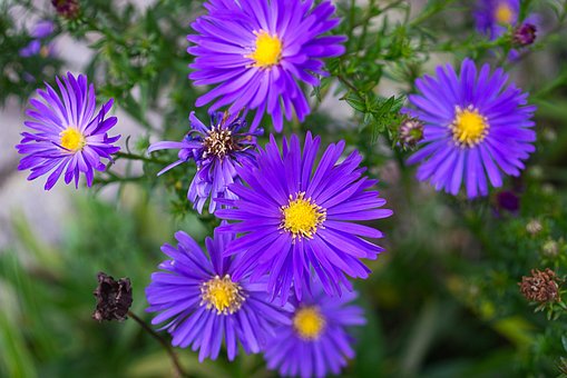 Free Aster Blossoms photo and picture