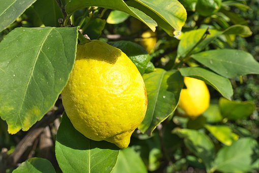 Free Lemon Yellow photo and picture