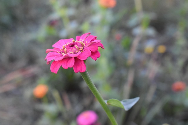 Zinnia, Blomst Baggrund, Blomst