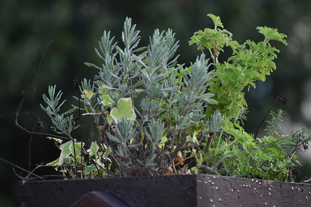 Planter, Tæt På, Sløring, Have