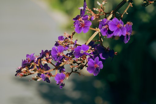 Free Silver Leaf Princess Flower Flowers photo and picture