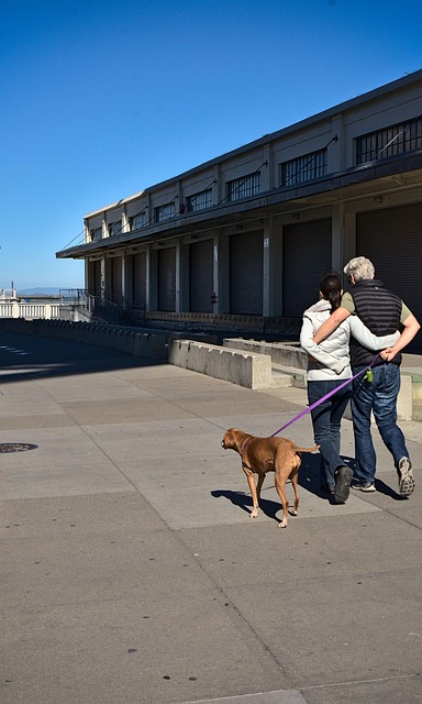 Free Couple Walking Dog photo and picture