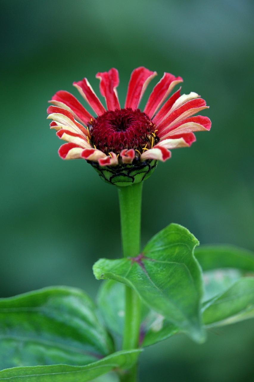 Zinnia Garden Blossom Free photo on Pixabay Pixabay