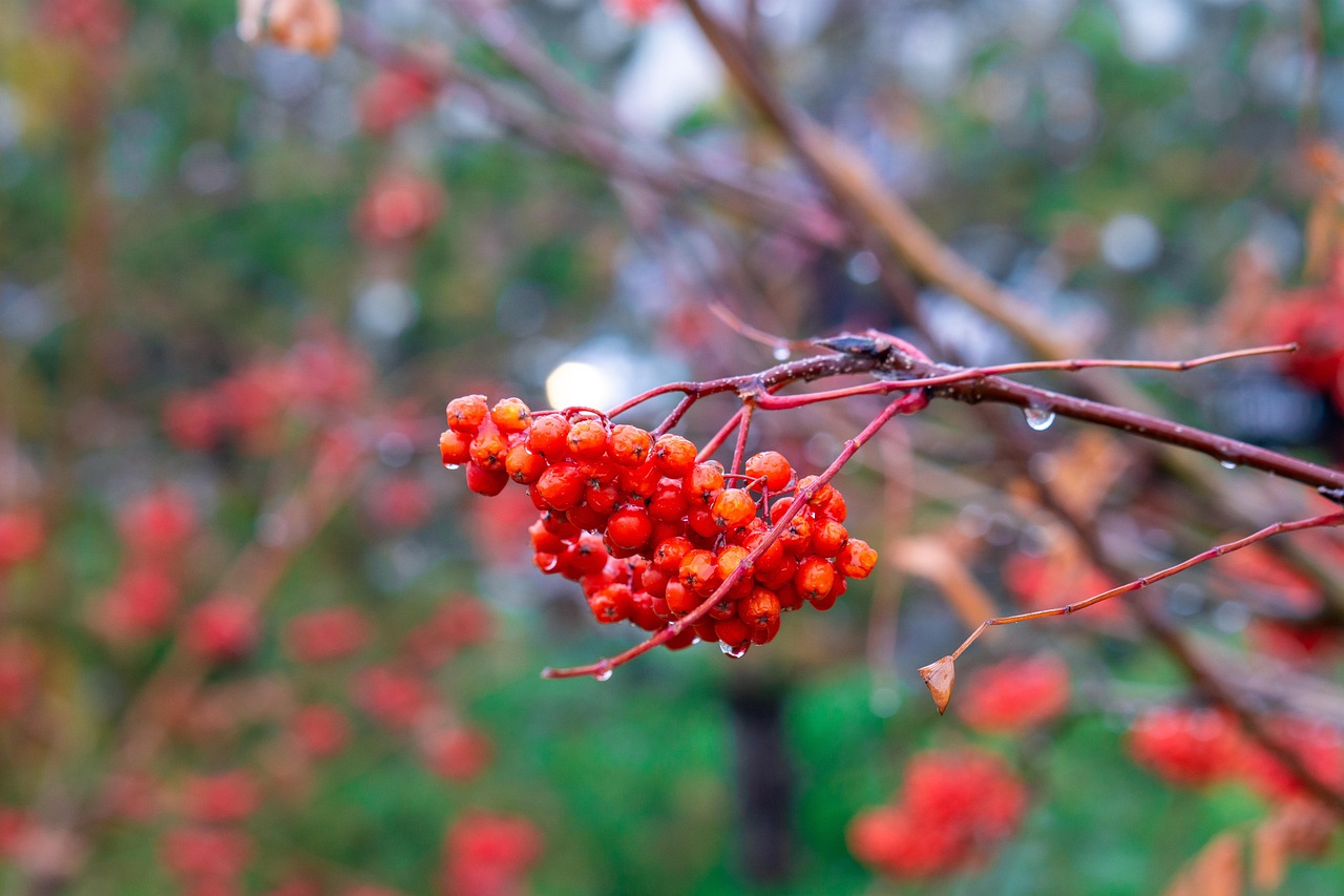 Baie Aliments Rouge - Photo gratuite sur Pixabay - Pixabay